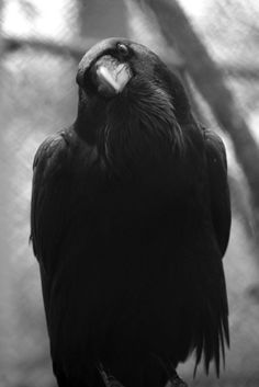photo of a crow with their head tilting to the left photo of a crow with their head tilting to the left